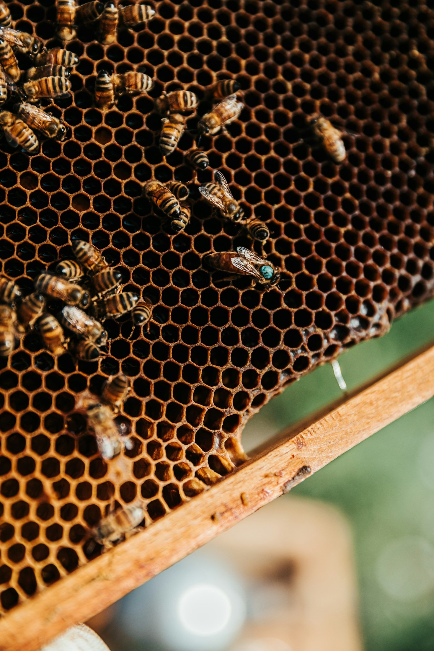 Book Review: The Keeper of the Bees