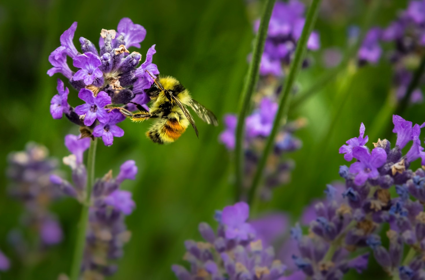 Let it bee: the new book on bees and beekeeping in Irish Folklore