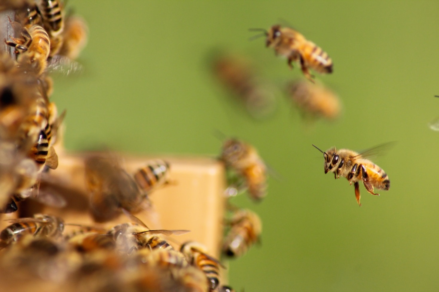 Interview with the Author of ‘The Keeper of the Bees’