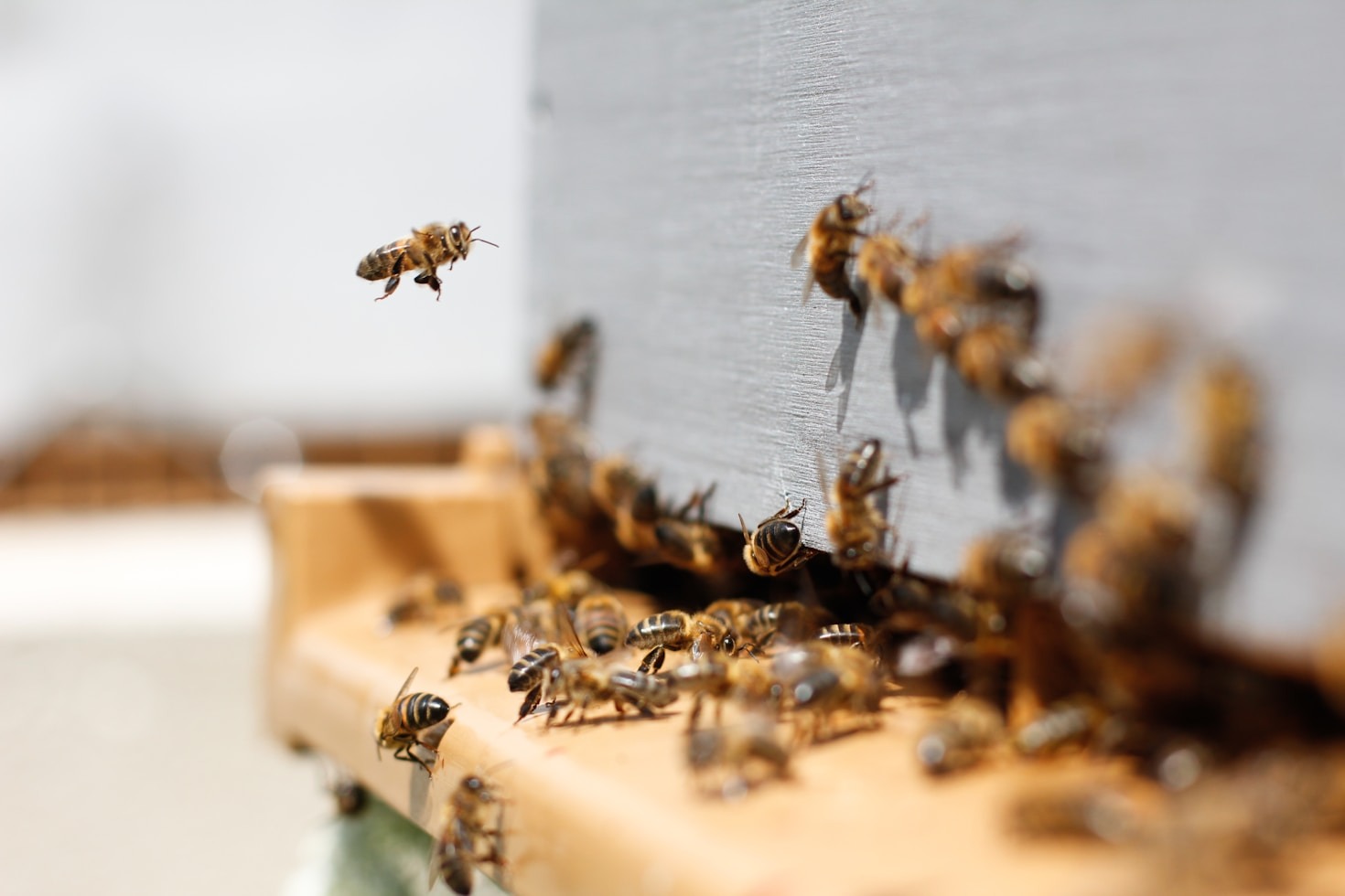 The history behind the healing power of honey