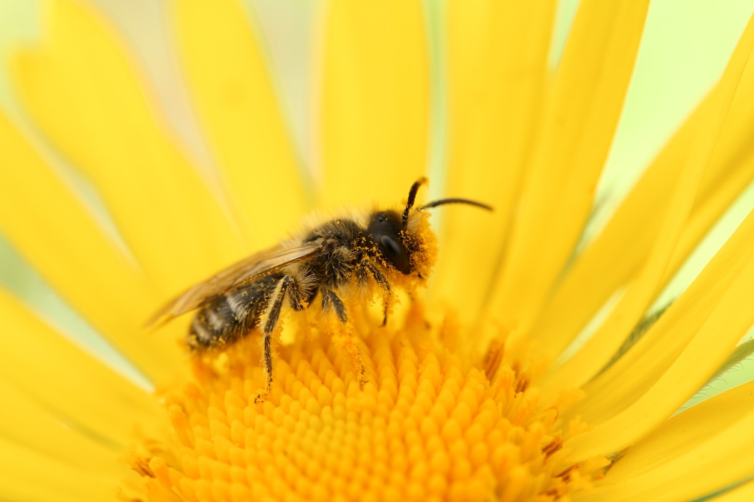 The Keeper of the Bees: A Book Review