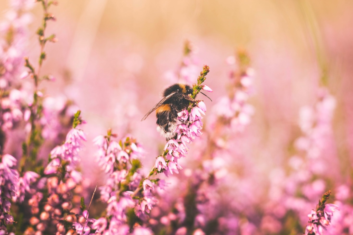 Irish Honey: the superhero in the kitchen